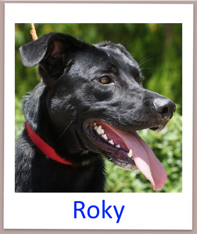 Roky prof