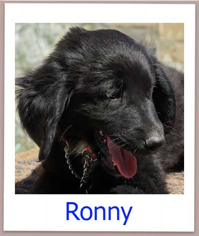 Ronny prof