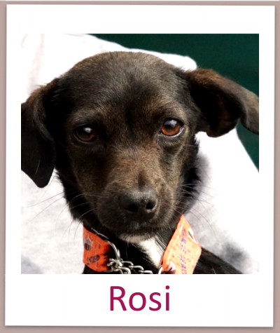 Rosi prof