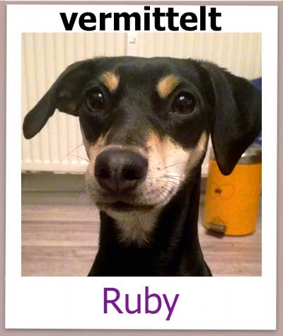 Chihuahua Pinscher Mischling aus Zypern sucht ein Zuhause.