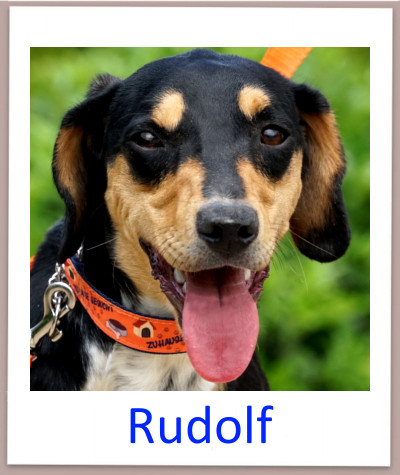 Rudolf prof