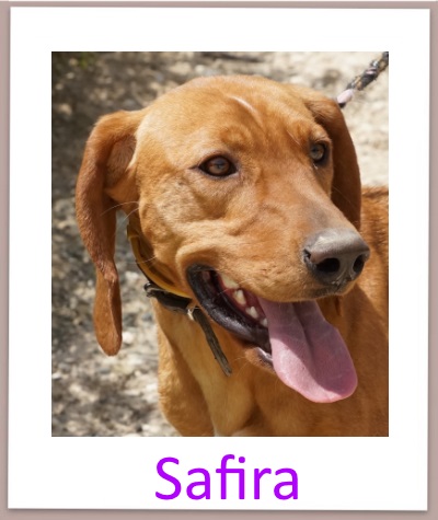 Safira prof