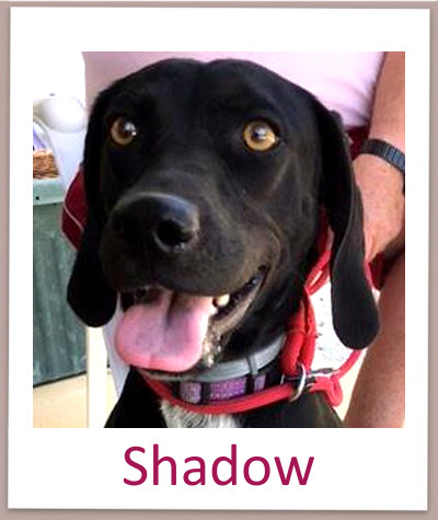Die Jagdhund Mischlings Hündin Shadow aus Zypern aus dem Tierheim sucht ein Zuhause.