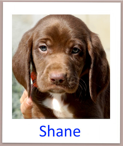 Shane prof