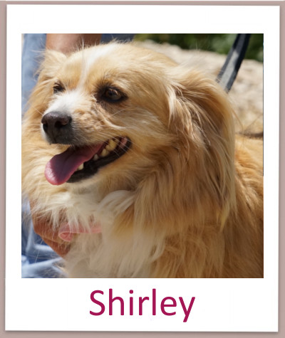 Shirley prof