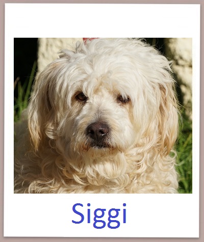 Siggi prof