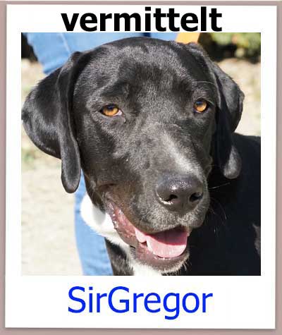 Der Hund SirGregor aus dem Tierschutz aus Zypern ist vermittelt.