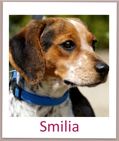 Smilia prof