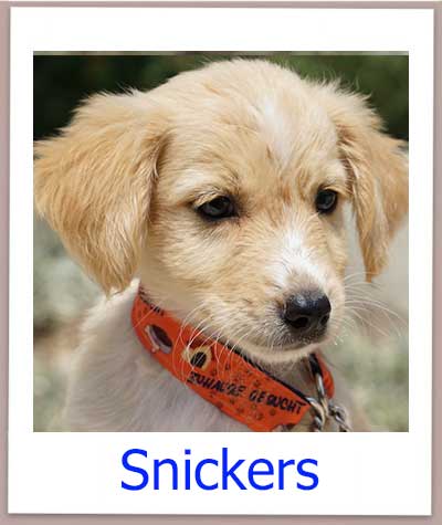 Snickers prof