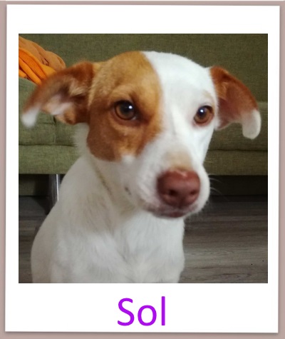 Sol prof neu