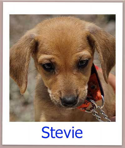 Stevie prof