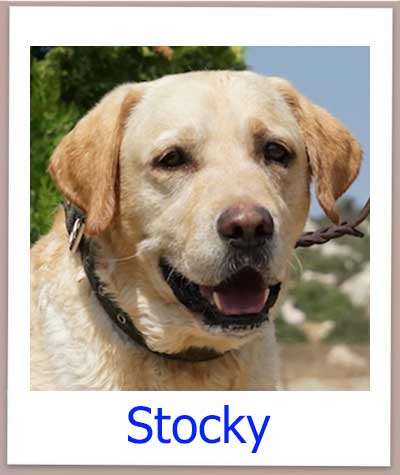 Stocky prof