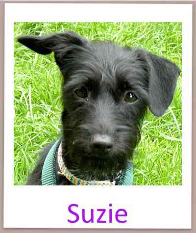 Suzie prof neu