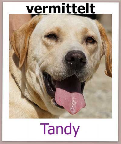 Die Labrador Mischlingshündin Tandy aus Zypern aus dem Tierheim hat ein Zuhause gefunden.