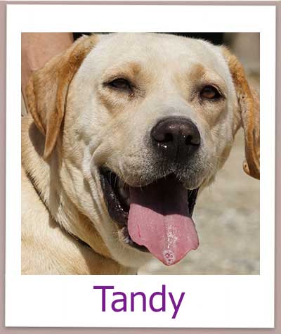 Labrador Hündin sucht ein Zuhause.