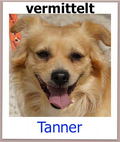 Tanner Tierschutz Zypern Hund vermittelt