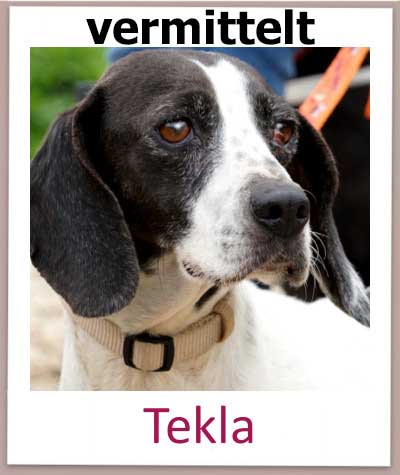 Die Tierschutzhündin Tekla aus Zypern aus dem Tierheim sucht ein Zuhause.