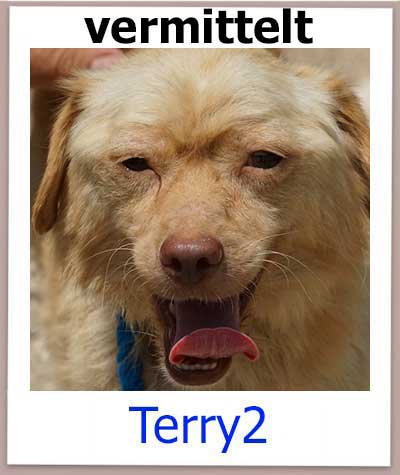 Terry2 Tierschutz Hund Zypern vermittelt