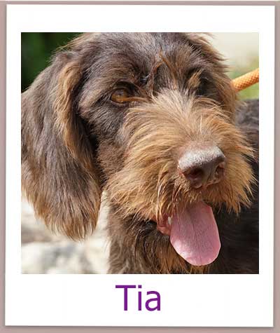 Tia prof