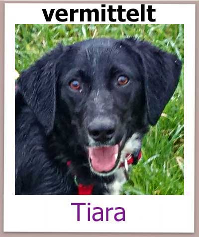 Tiara Tierschutz Hund Zypern vermittelt NEU