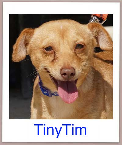 TinyTim prof