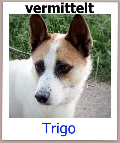 Trigo Tierschutz Zypern Hund vermittelt 4