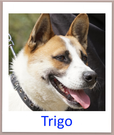 Der Mischlingshund Trigo aus Zypern sucht ein Zuhause und kommt aus dem Tierheim.
