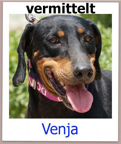 Venja Tierschutz Zypern Hund vermittelt