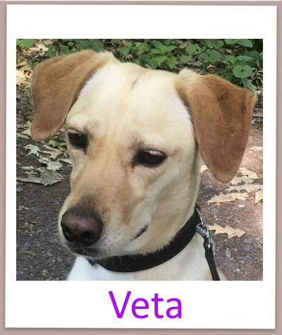 Veta prof n