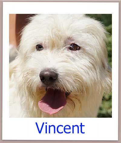 Vincent prof