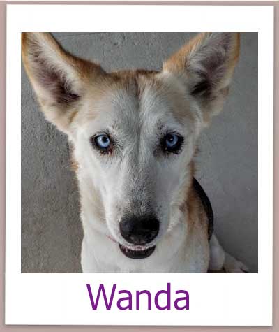 Die Tierschutzhündin Wanda aus Zypern aus dem Tierheim sucht ein Zuhause.
