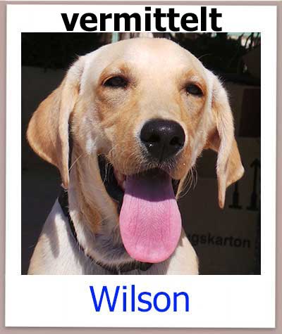 Wilson ist ein Labrador Mix aus dem Auslandstierschutz.
