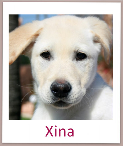 Xina prof
