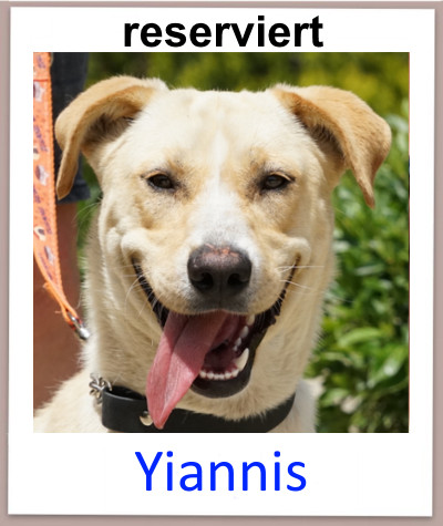 Der Mischlingshund Yiannis aus Zypern sucht ein Zuhause und kommt aus dem Tierheim.
