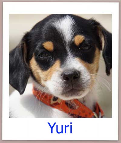 Yuri prof