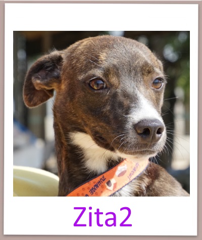 Zita2 prof
