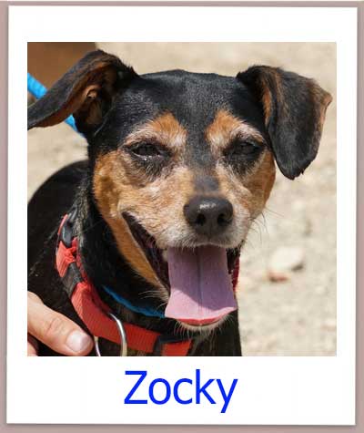 Zocky prof
