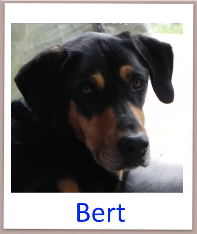 bert prof