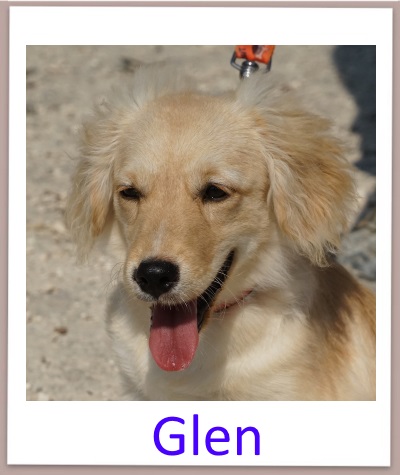 glen prof