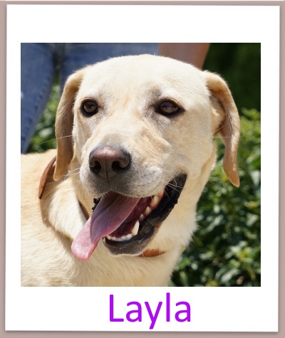 layla prof