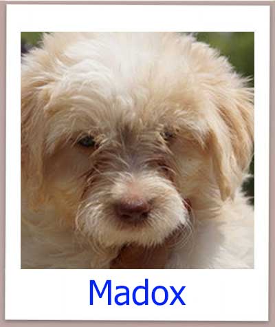 madox prof