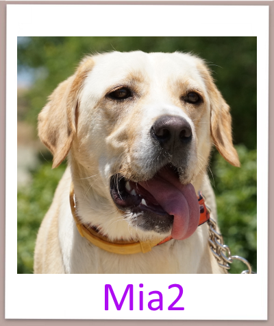 mia2 prof