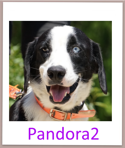 pandora2 prof