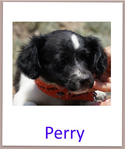 perry prof