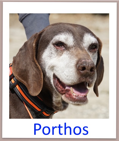 Der Jagdhund Mischling Porthos aus Zypern aus dem Tierheim sucht ein Zuhause.