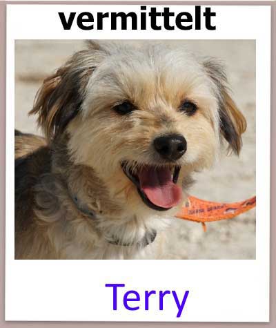 terry Tierschutz Hund Zypern vermittelt