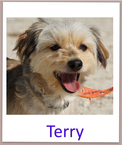 terry prof