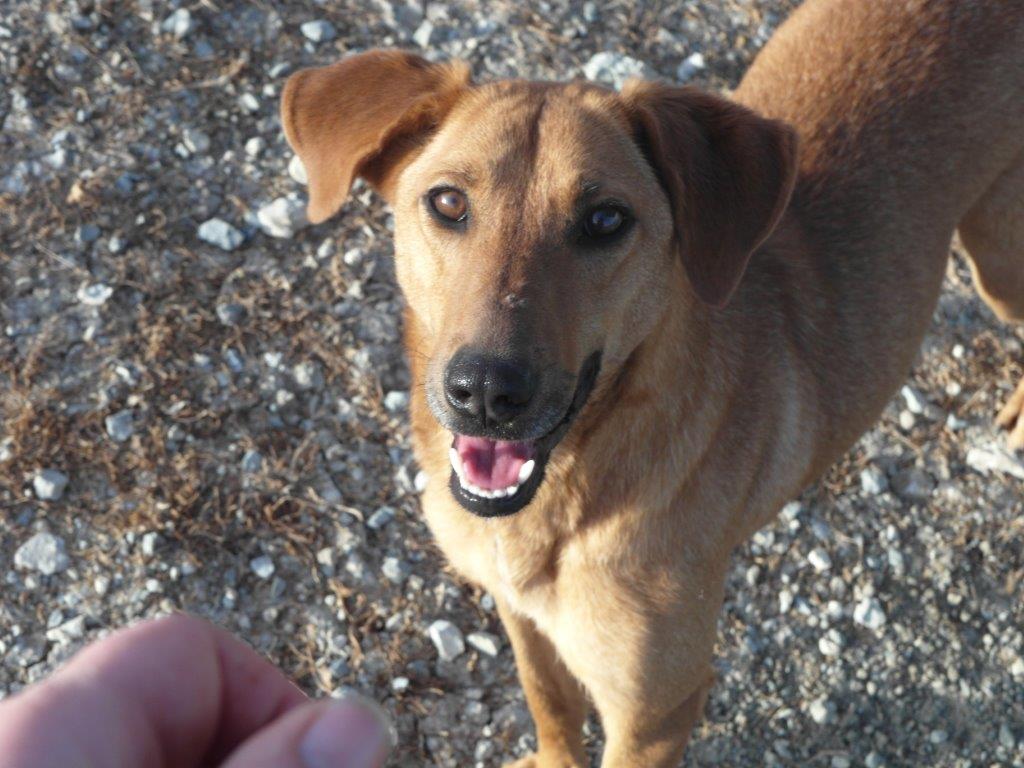 Mischlingshündin Aida aus dem Tierschutz sucht ihre eigene Familie.
