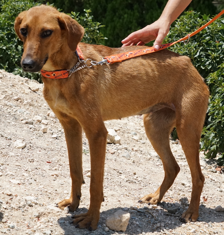 Mischlings Hund aus Zypern hat eine Pflegestelle in Süd-Deutschland.