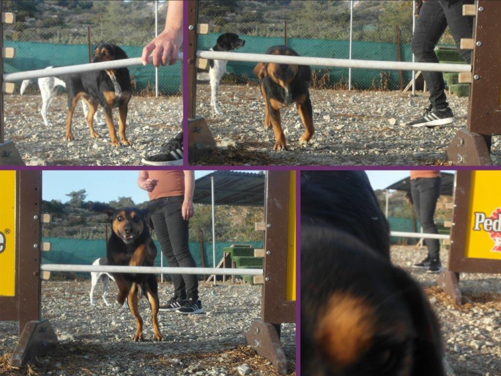 Bonzo aus dem Tierheim auf Zypern sucht eine Familie.